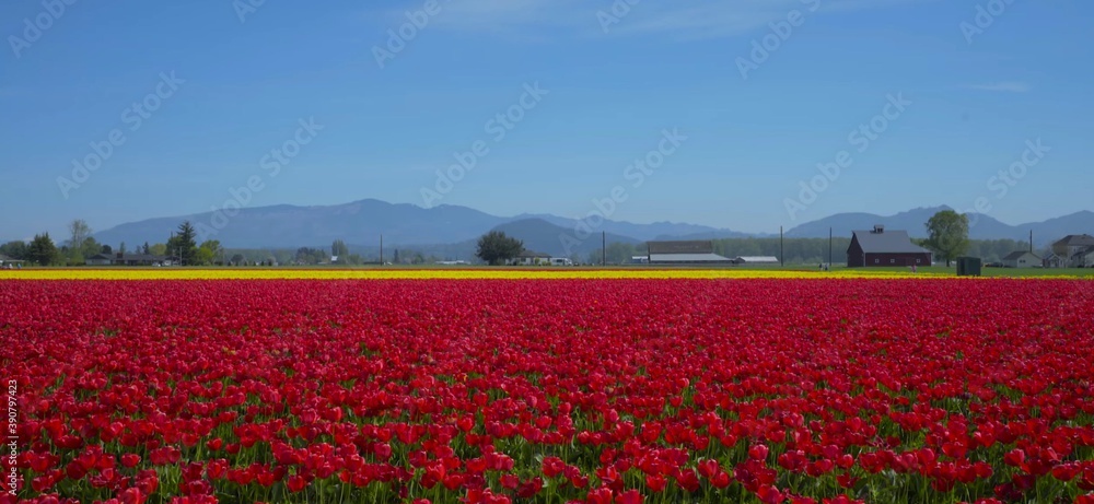 field of red tulips and blue sky