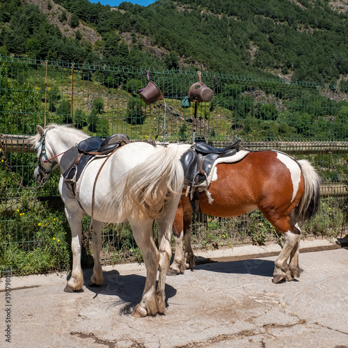  Saddled horses in the mountains