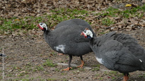 Two Guinea fowl walking together 