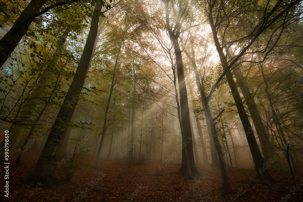 Fototapeta premium Sonnenstrahlen im herbstlichen Schwarzwald
