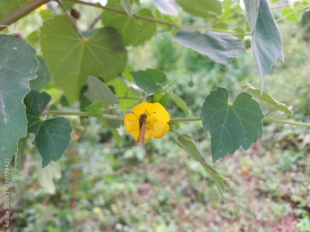 bee on a flower bee on a flower