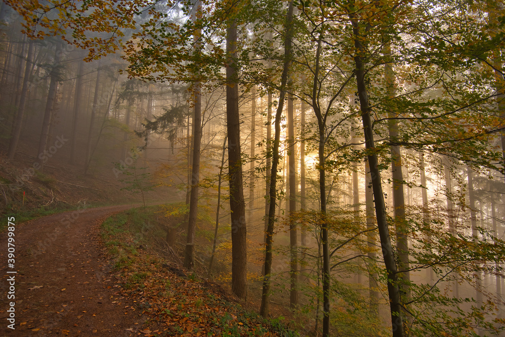 Nebel im herbstlichen Wald in der Ortenau Nebel im herbstlichen Wald in der Ortenau