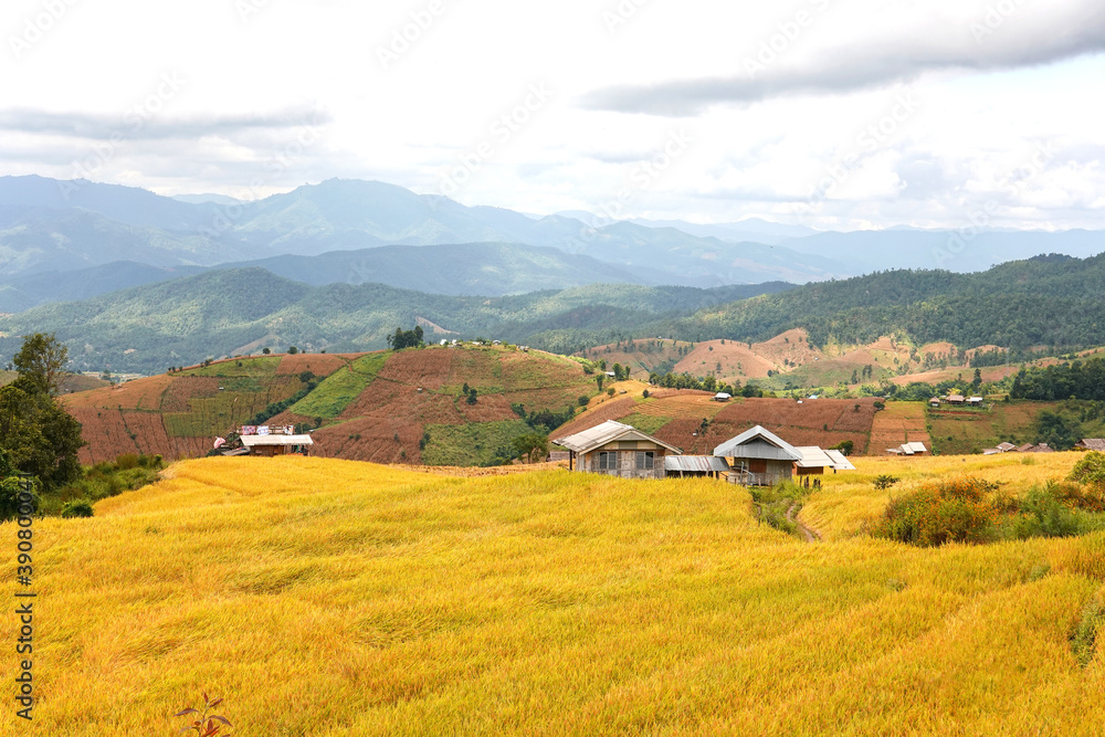 Obraz premium Golden rice field at Pa Bong Piang village