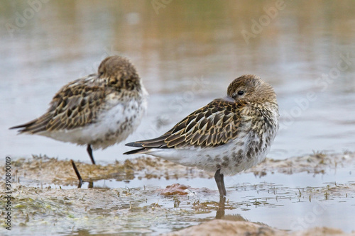 Dunlin (Calidris alpina), juvenile roosting, Windmill Farm NR, Cornwall, England, UK.