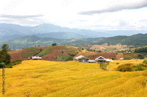 Golden rice field at Pa Bong Piang village