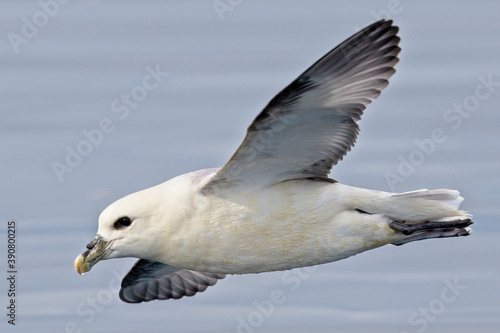 Photos Northern Fulmar (Fulmarus glacialis) in flight, Mounts Bay, Cornwall, England, UK