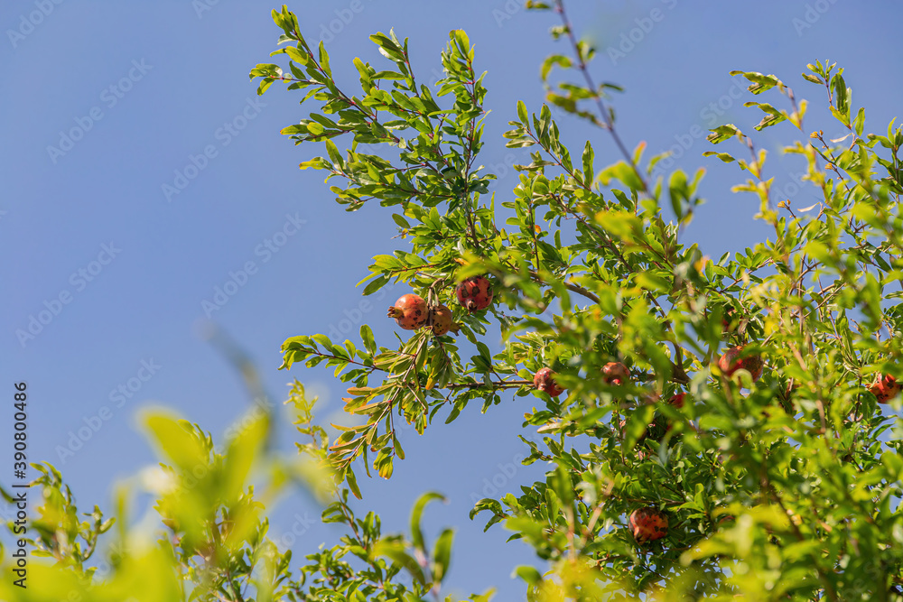 Many ripe pomegranates on a tree against the blue sky. Many ripe pomegranates on a tree against the blue sky.