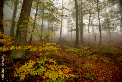 Nebel im herbstlichen Wald in der Ortenau