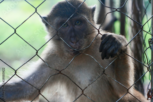 Fotografia, Obraz monkey in the captivity