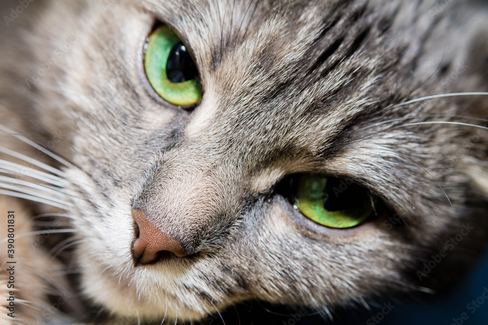 close up cats face close up cats face