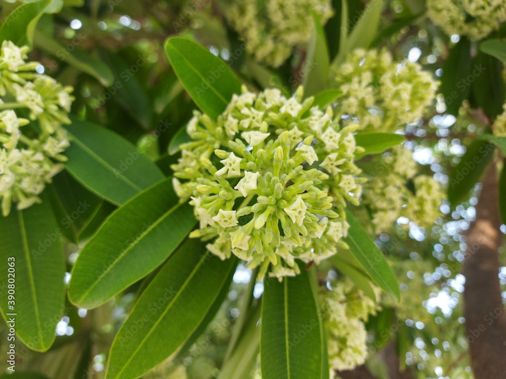 blossoming tree blossoming tree