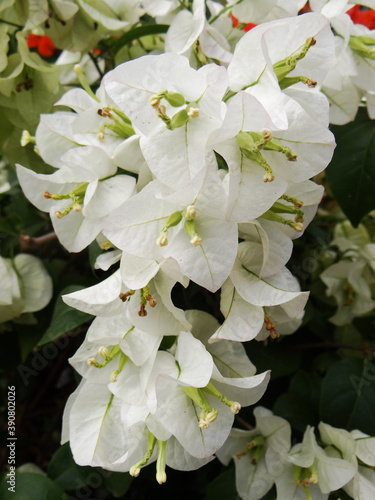 Billede på lærred Selective focus shot of Bougainvillaea white flower