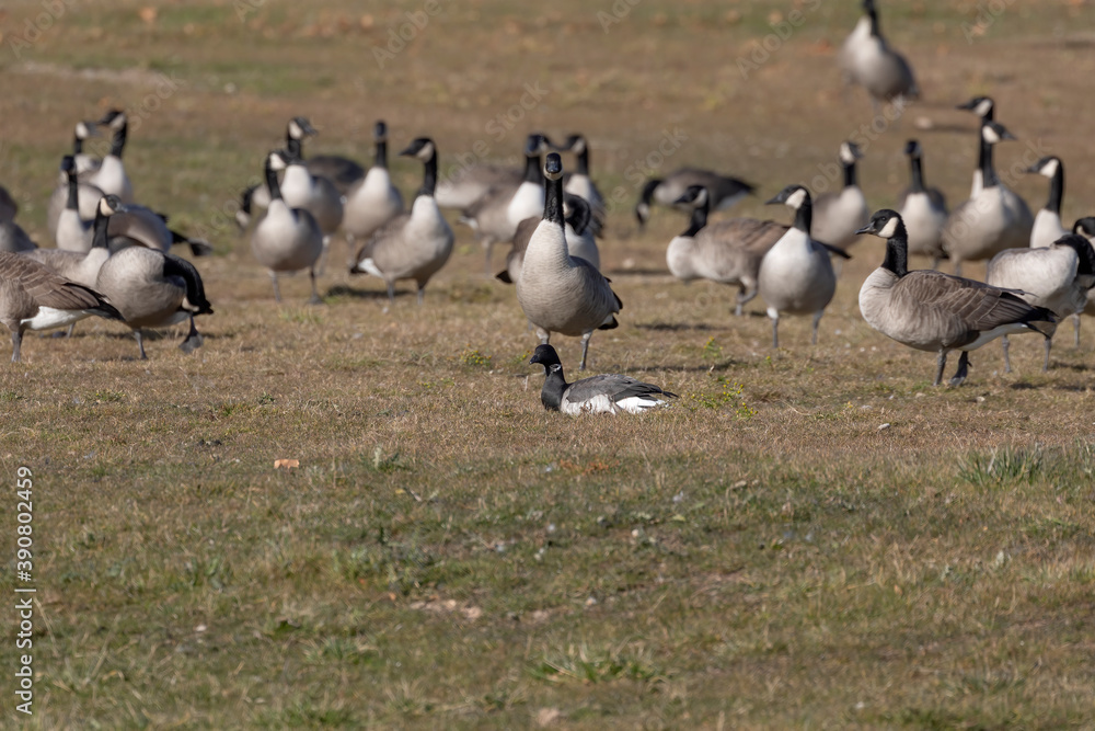 Brant. The smaller species of goose with flock of Canadian geese Brant. The smaller species of goose with flock of Canadian geese