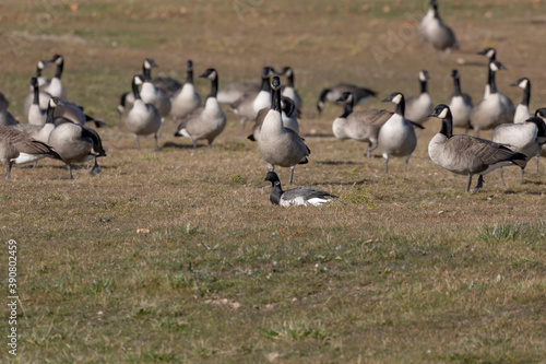 Brant. The smaller species of goose with flock of Canadian geese