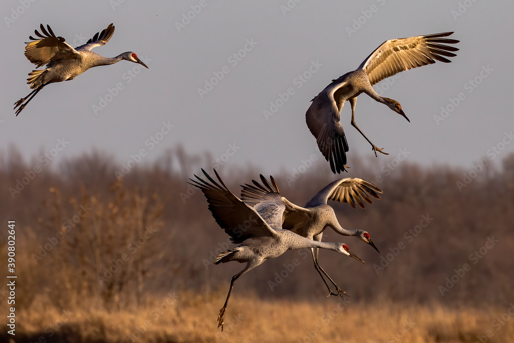 Fototapeta premium The sandhill cranes in flight