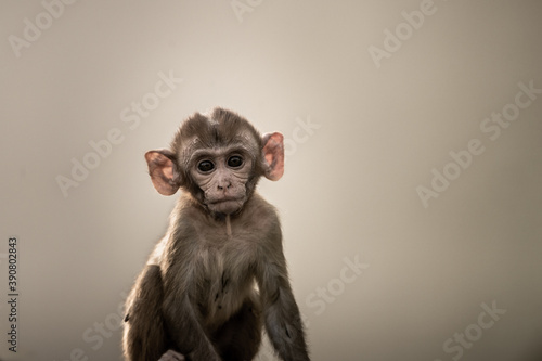 Tablou pe pânză Fine art portrait of Rhesus macaque or Macaca monkey baby at keoladeo ghana nati