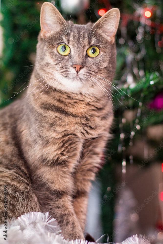 Obraz premium cat and christmas tree