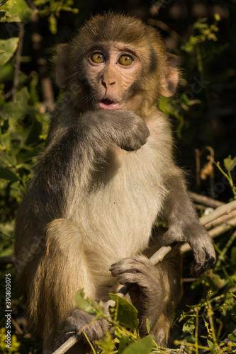 Rhesus macaque or Macaca monkey baby portrait with funny facial expression at keoladeo ghana national park bharatpur rajasthan india