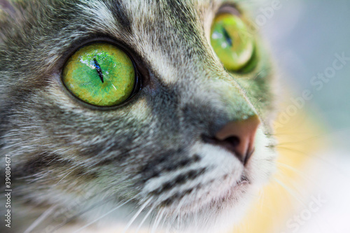 close up of a cat with green eyes