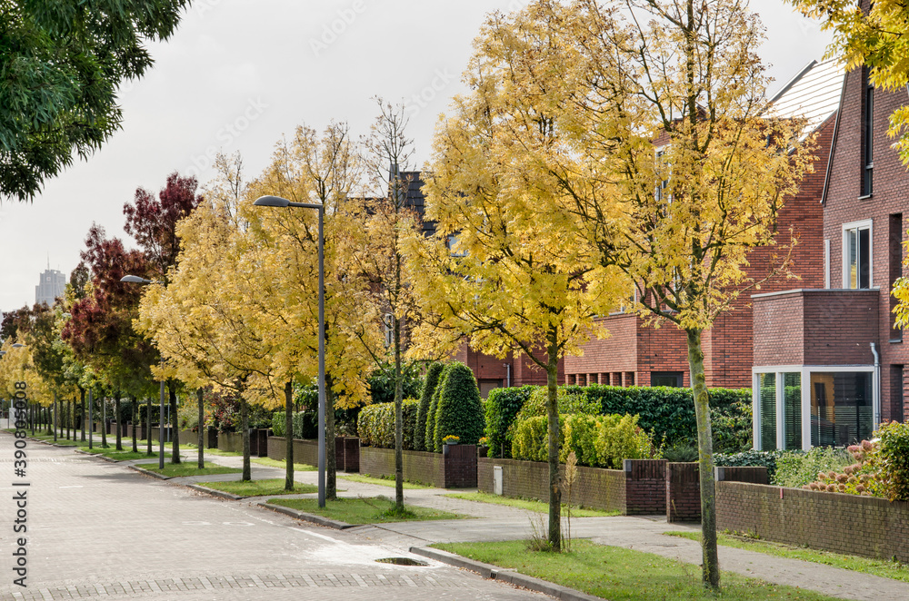 Naklejka premium Rotterdam, The Netherlands, October 12, 2020: street in Park Zestienhoven neighbourhood with young ash trees coloring bright yellow in autumn