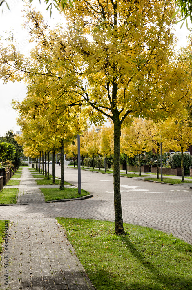 Rotterdam, The Netherlands, October 12, 2020: view along a street lined with ash trees coloring bright yellow on a sunny day in autumn