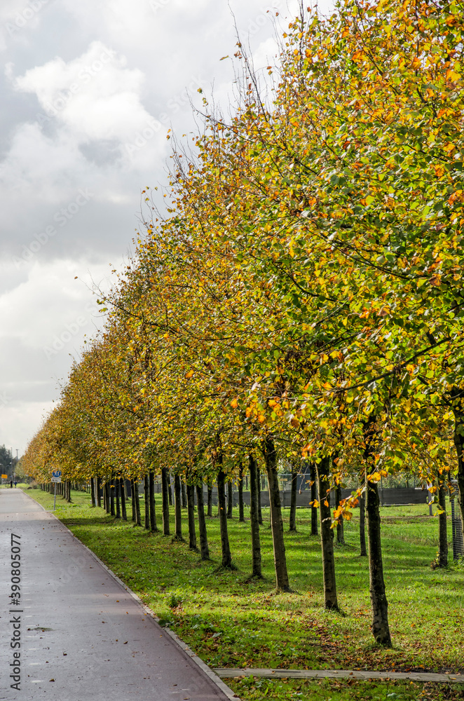 Naklejka premium Rotterdam, The Netherlands, October 12, 2020: asphalt road along a field of grass with lines of linden trees in autumn colors