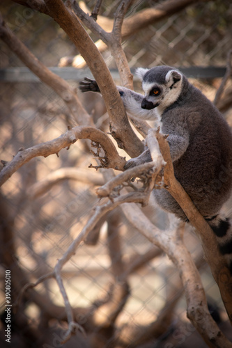 lemur on tree
