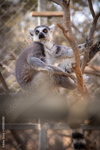 lemur in the zoo