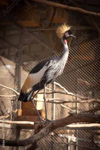 african grey crowned crane