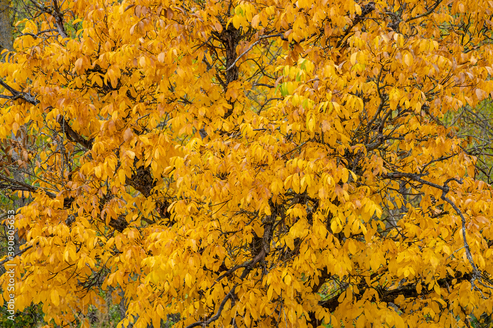 chestnut in autumn, Covarrubias, Burgos province, Spain chestnut in autumn, Covarrubias, Burgos province, Spain