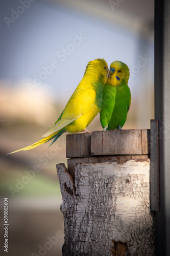 parrot on a branch