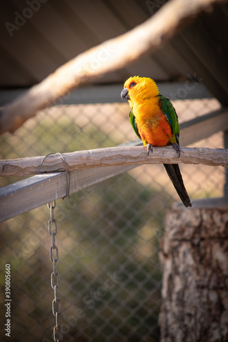 yellow and green parrot