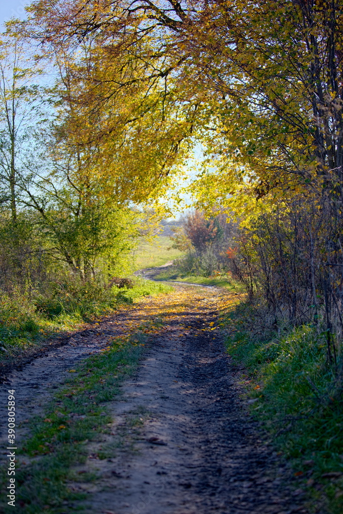 Autumn road to the forest.
Photo taken on 1/11/2020 in the small village of Nagirne, Ukraine