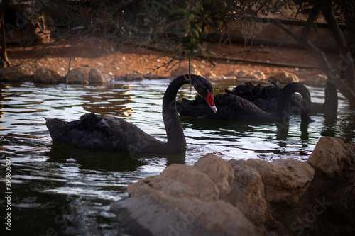 black swan on the lake