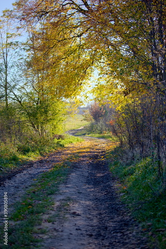 Autumn road to the forest. Photo taken on 1 11 2020 in the small village of Nagirne  Ukraine