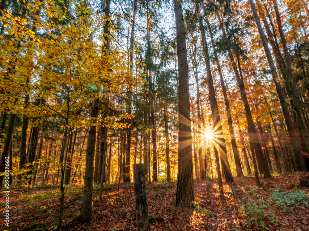 Fototapeta premium Autumn Bavarian Forest walk while enjoy the sun rays before sunset