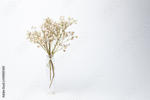 Decorative flowers in a vase on a white background. White dried flowers in a transparent vase. Beautiful and long-lasting dried flowers
