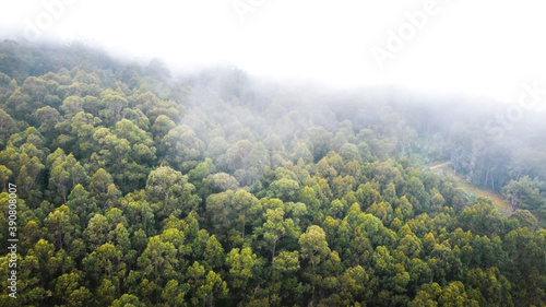 Fog covering a dense rainforest © Miguel