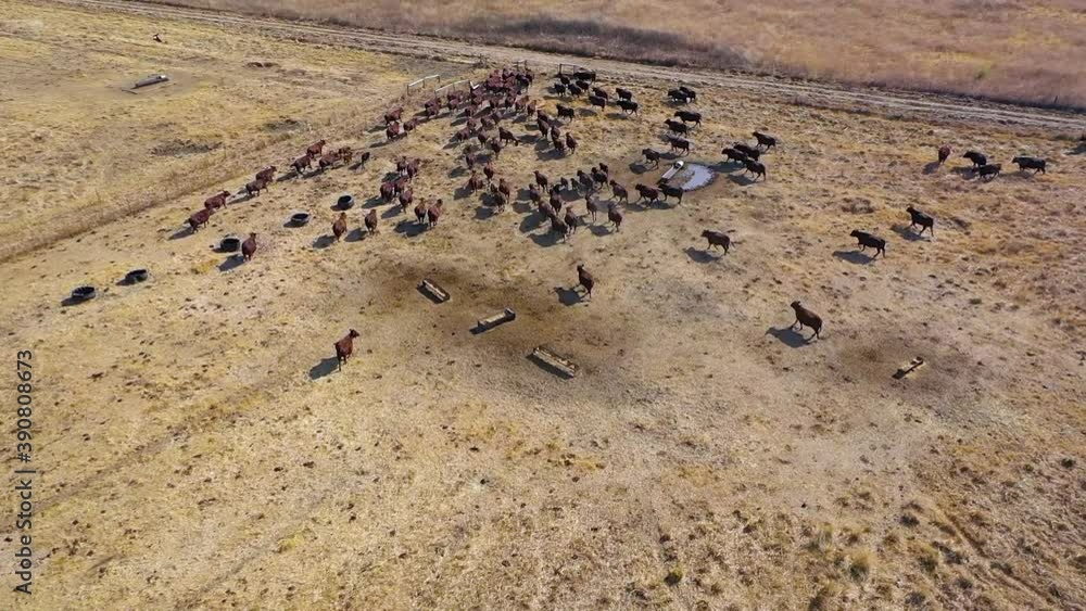 Cattle all moving towards a gate they want to pass through