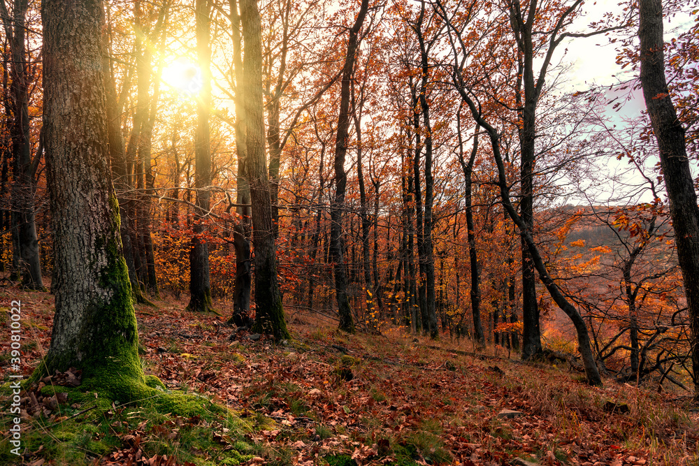 Moss on the tree in the autumn forest with sunight in Koszeg mountain Hungary