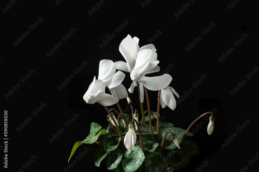 Fototapeta premium White Cyclamen on black background