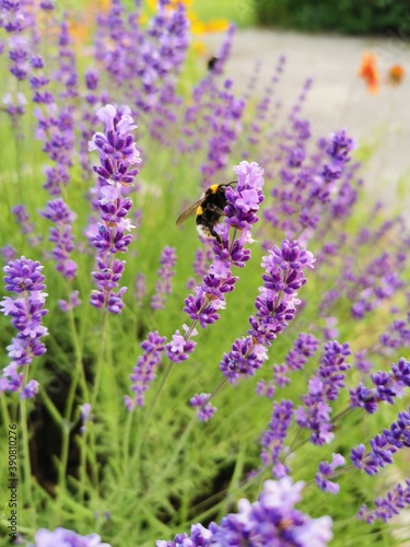 field of lavender