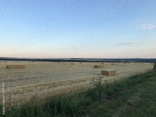 field of wheat