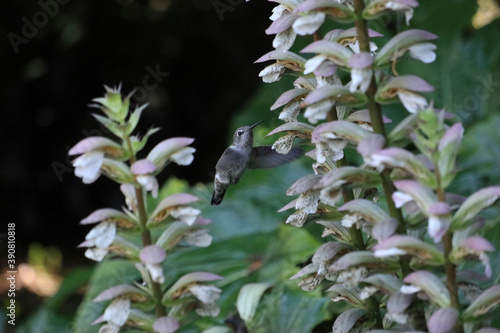 Colibri butinant les fleurs © Clea