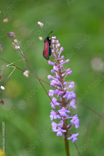 Geo-Pflad Gufferthütte Alpen Österreich Tirol Achenkirch