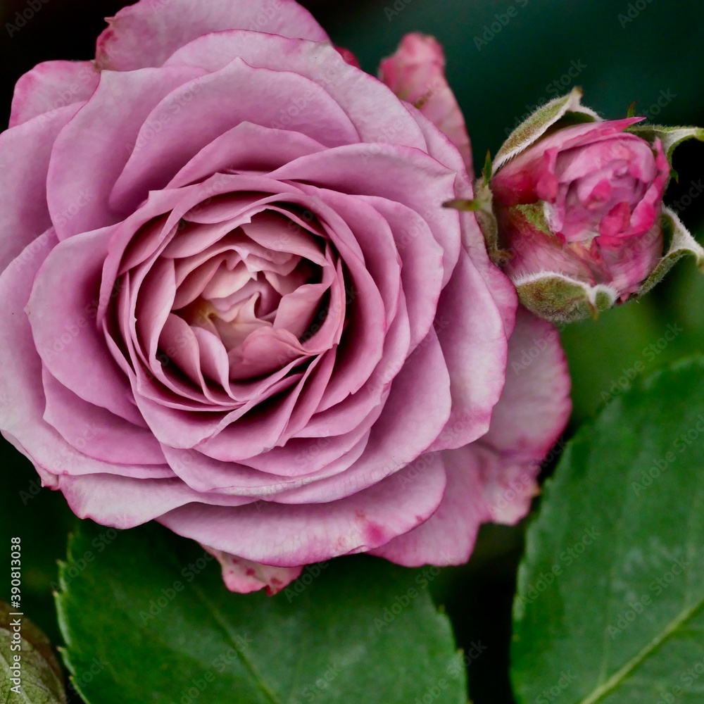 Obraz premium ミニバラ、ラミー