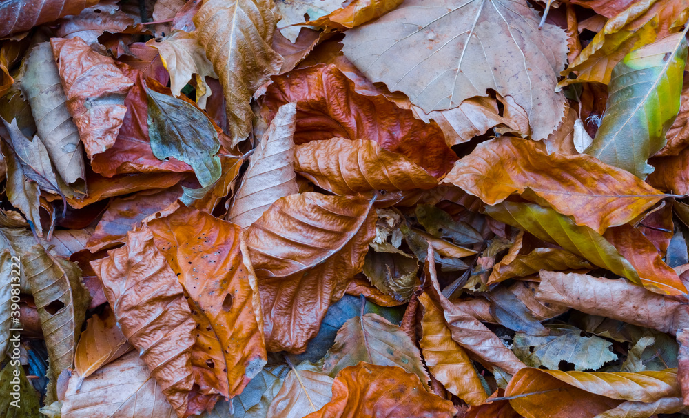 closeup red dry autumn leaves, natural seasonal background closeup red dry autumn leaves, natural seasonal background