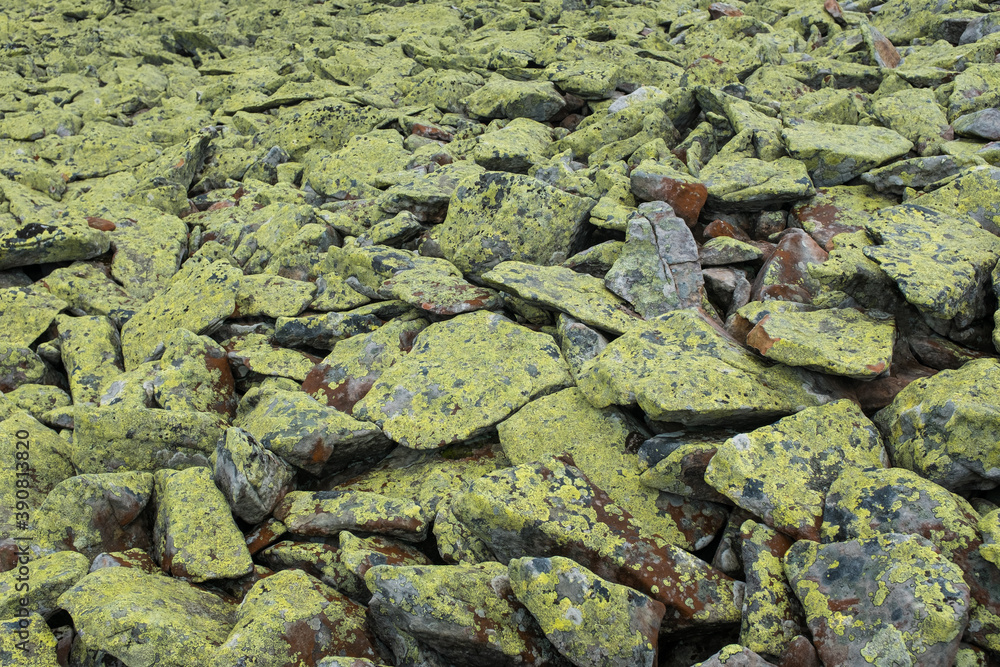 lichen on a stones in the mountains