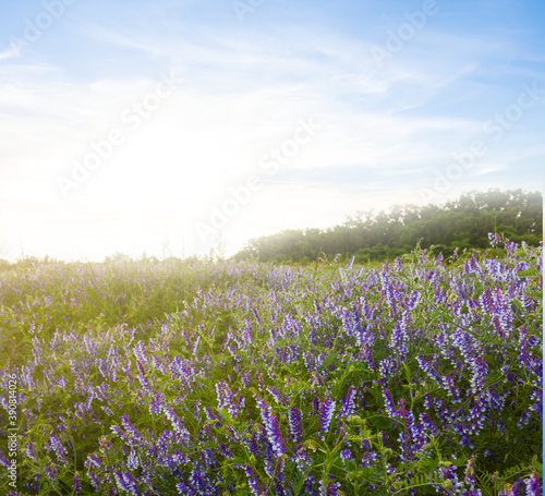 summer prairie with violet flowers in a light of sun