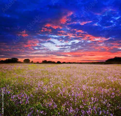 summer prairie with wild flowers under dramatic cloudy sky, outdoor sunset landscape